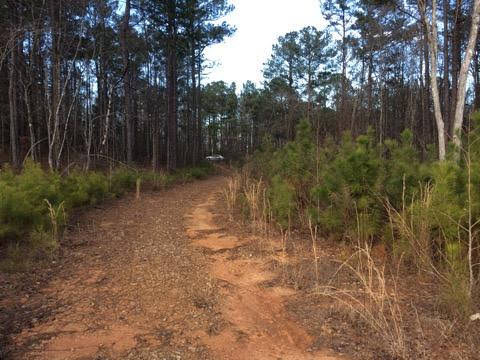 Alabama, ,Land,For Sale,1005